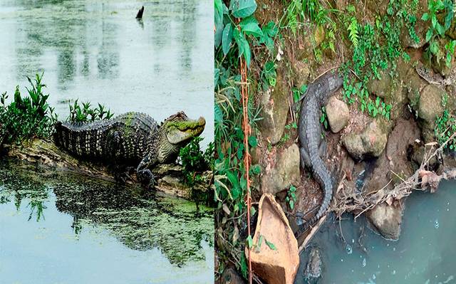 Cuáles son las diferencias entre cocodrilos, caimanes y lagartos? - El Sol  de Córdoba | Noticias Locales, Policiacas, sobre México, Veracruz y el Mundo