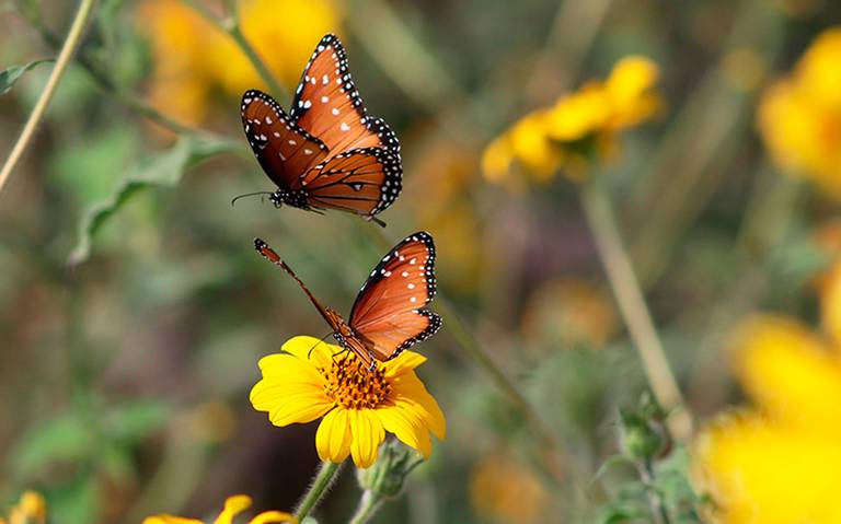 El color de las mariposas envía mensajes? Bióloga explica - El Sol de  Córdoba | Noticias Locales, Policiacas, sobre México, Veracruz y el Mundo