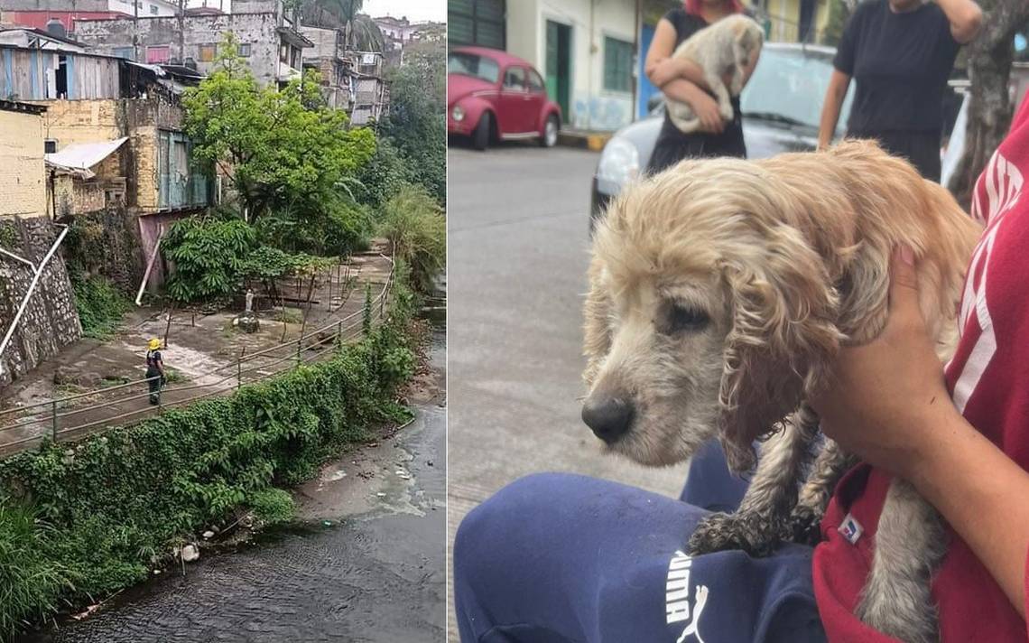¡PC y Bomberos al rescate!  Preocupa el aumento de mascotas abandonadas en la calle – El Sol de Córdoba