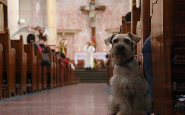 Bendicen a mascotas en la iglesia de San Miguel Córdoba religión veracruz  bendición - El Sol de Córdoba | Noticias Locales, Policiacas, sobre México,  Veracruz y el Mundo