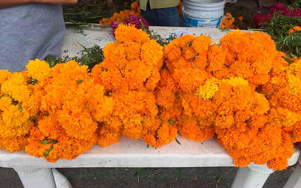 Floristas reportan bajas ventas en Día de Muertos, por encarecimiento del  cempasúchil por precios elevados - El Sol de Córdoba | Noticias Locales,  Policiacas, sobre México, Veracruz y el Mundo